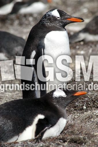 Eselspinguin (15 von 97).jpg